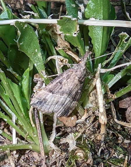 Hypena rostralis 