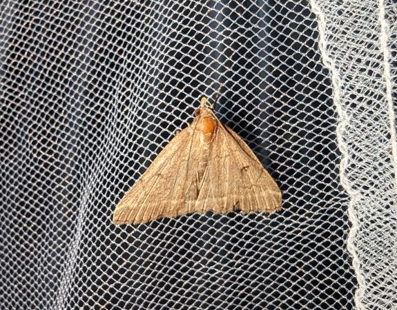 Zanclognatha zelleralis 
