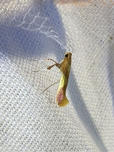 Caloptilia robustella 