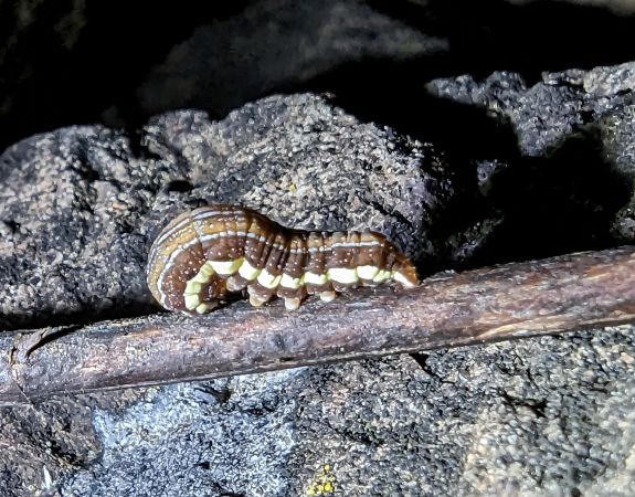 Actinotia hyperici 