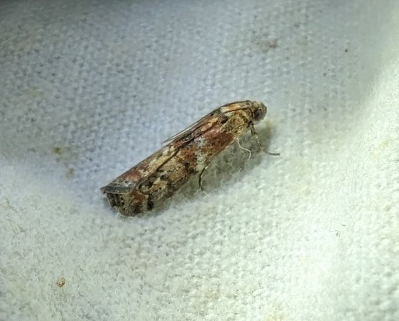 Phycita roborella 