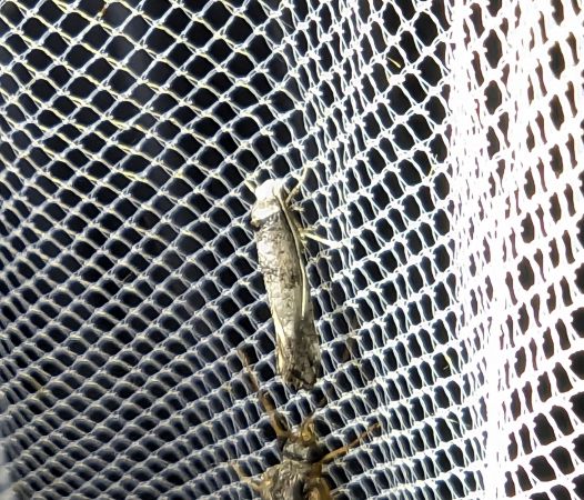 Paraswammerdamia albicapitella 