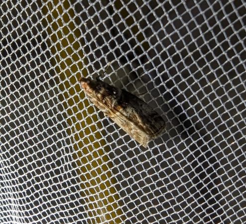Acrobasis advenella 