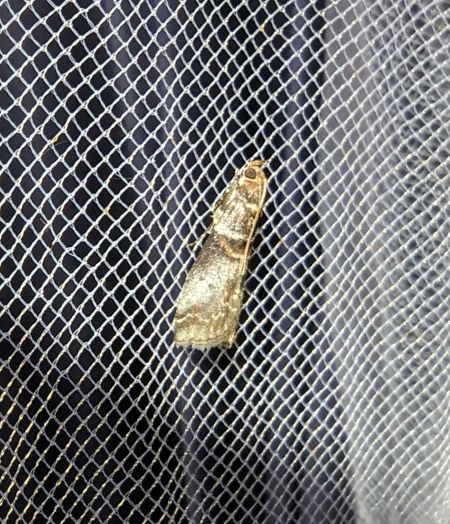 Acrobasis advenella 