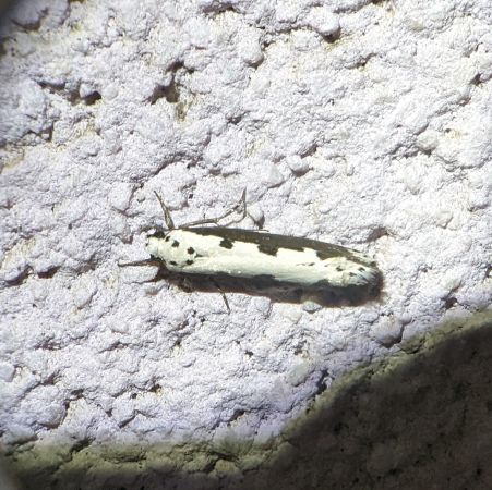 Ethmia bipunctella 