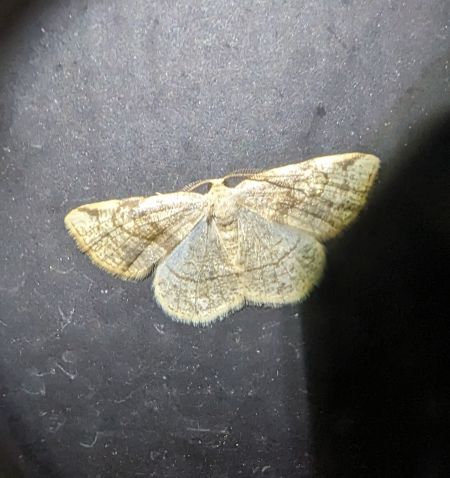 Stegania trimaculata 