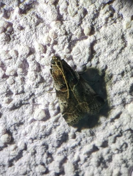 Acrobasis advenella 