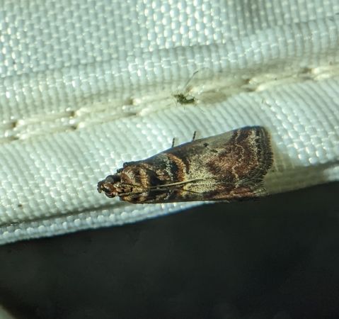 Acrobasis advenella 
