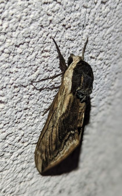 Sphinx du Troène 