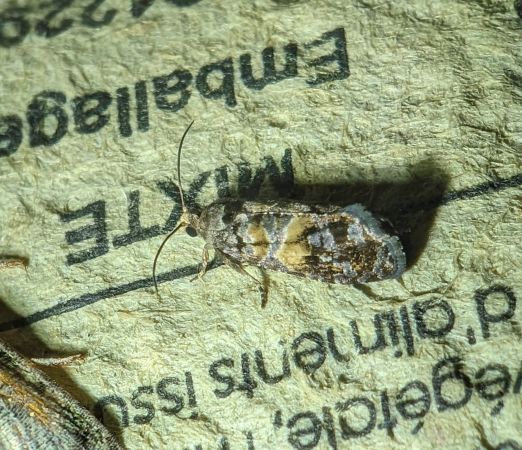 Cymolomia hartigiana 