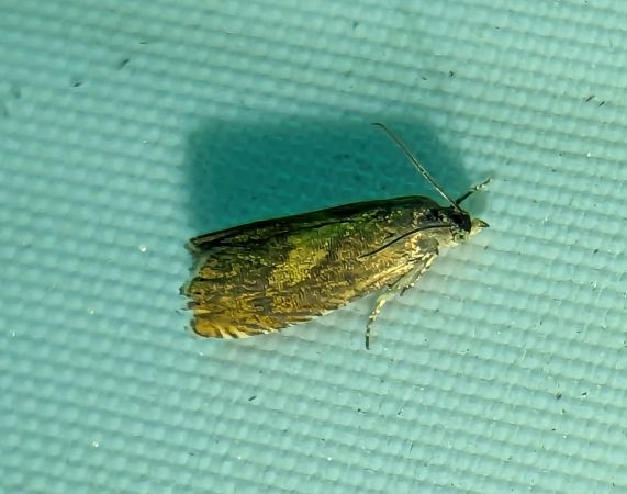 Dichrorampha petiverella 
