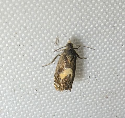 Dichrorampha petiverella 