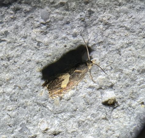 Dichrorampha petiverella 
