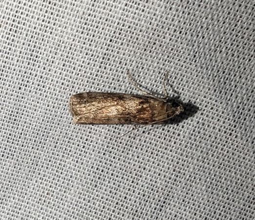 Phycita roborella 