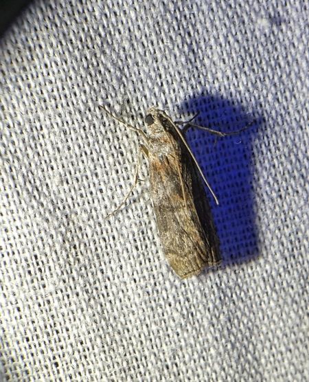 Phycita roborella 