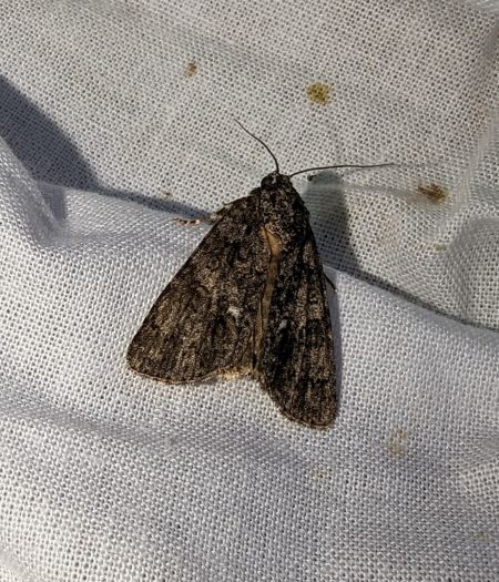 Noctuelle de la patience 