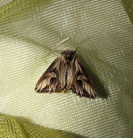 Actinotia polyodon 