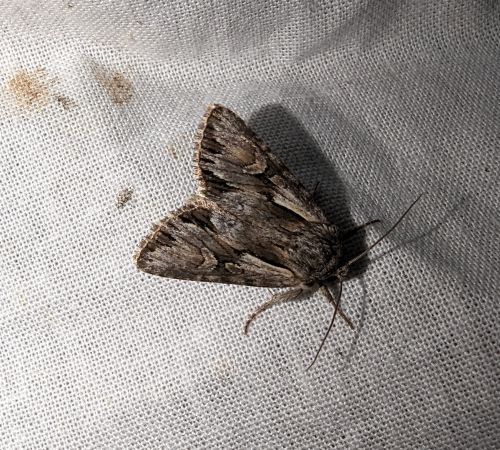 Actinotia hyperici 