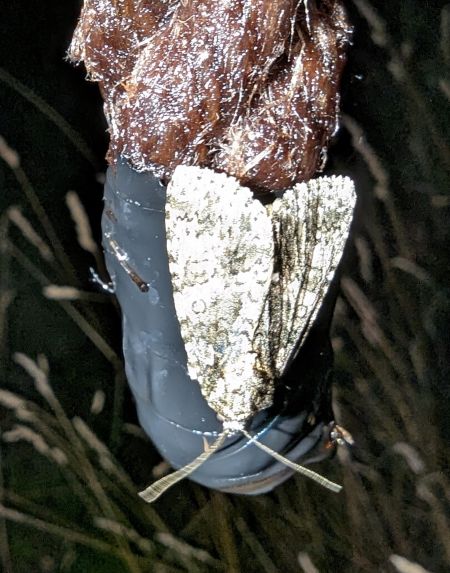 Acronicta rumicis 