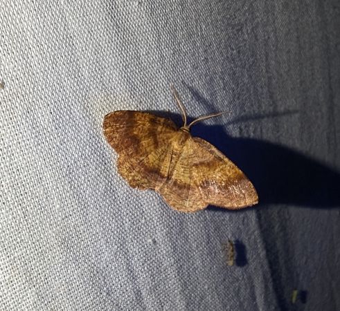 Plagodis pulveraria 