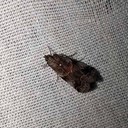 Acrobasis suavella 