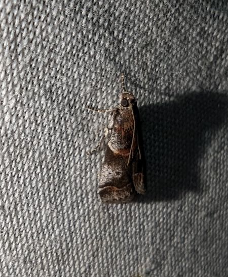 Acrobasis suavella 