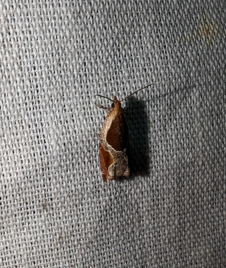 Ancylis unculana 