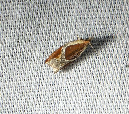Ancylis unculana 
