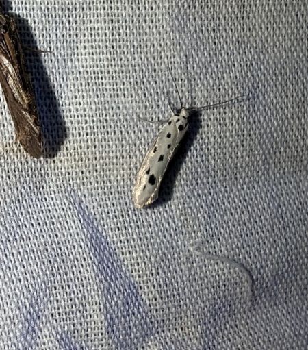 Ethmia dodecea 