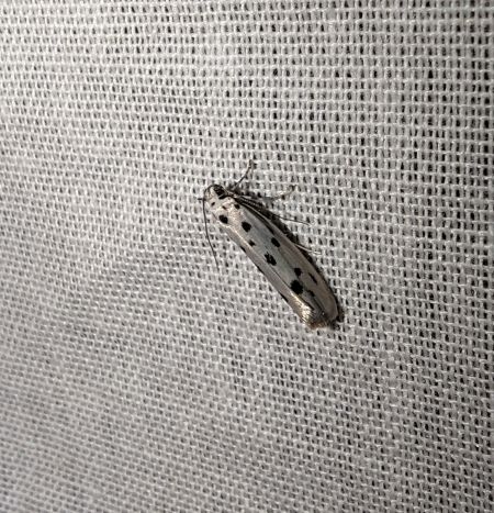 Ethmia dodecea 