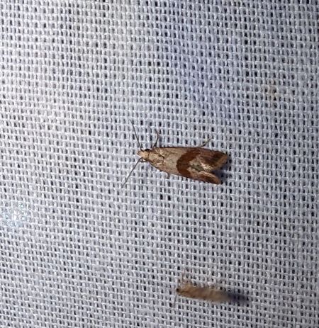 Falseuncaria ruficiliana 