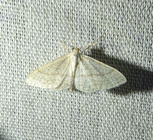Idaea subsericeata 