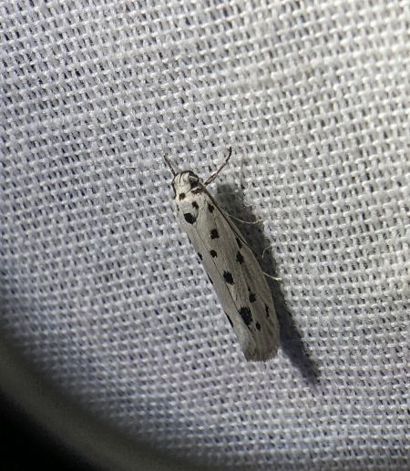 Ethmia dodecea 