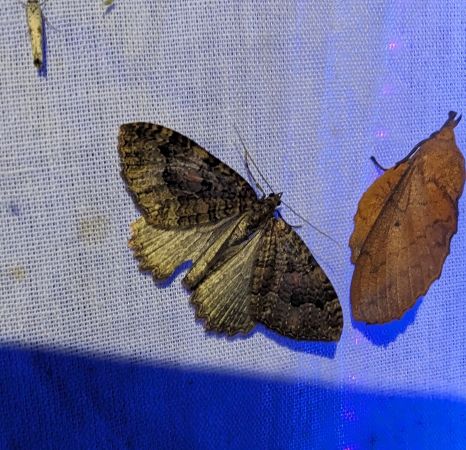 Triphosa dubitata 