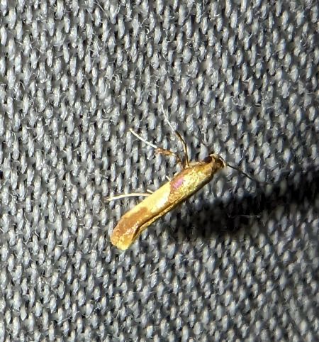 Caloptilia robustella 