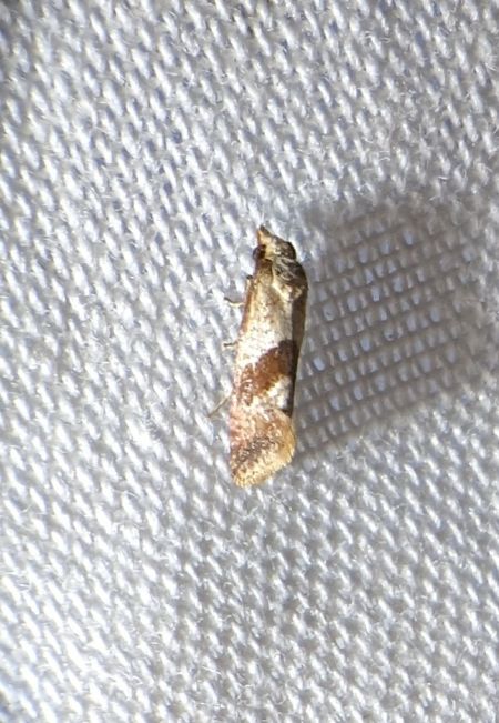 Falseuncaria ruficiliana 