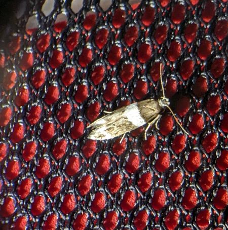 Recurvaria leucatella 