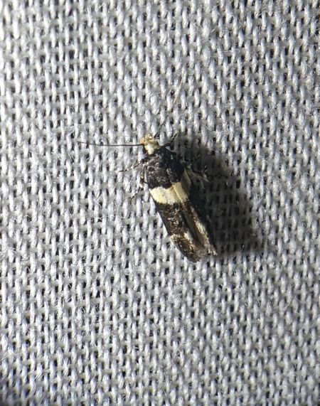 Recurvaria leucatella 