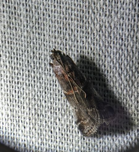 Acrobasis suavella 