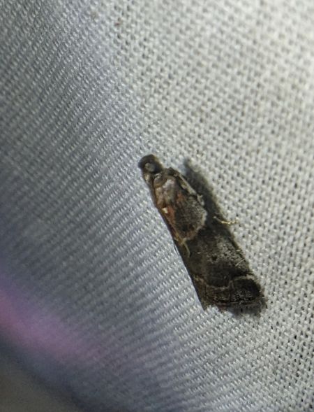 Acrobasis suavella 