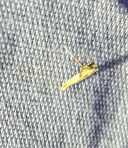 Caloptilia hemidactylella 