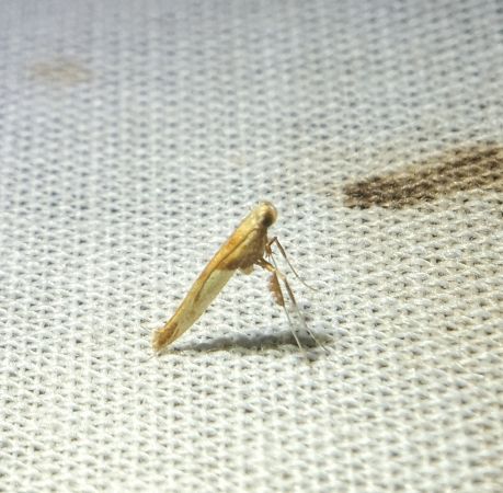 Caloptilia hemidactylella 