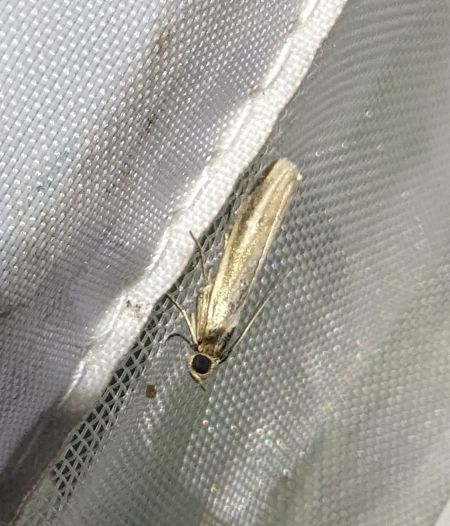 Selagia argyrella 