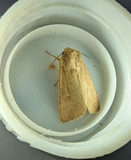Mythimna ferrago 