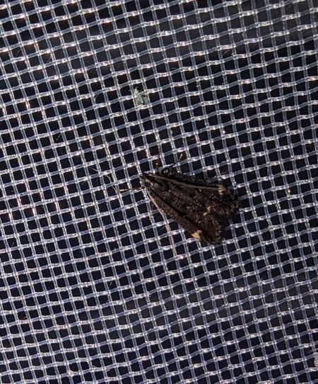 Dichomeris alacella 