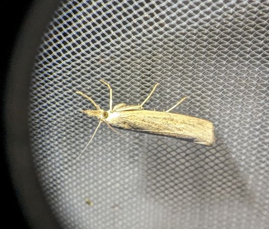 Pediasia luteella 