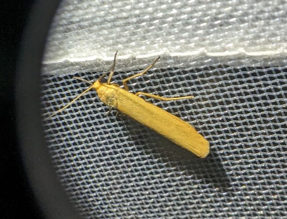 Indalia pygmaeola 