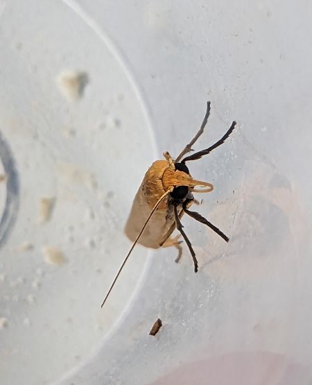 Indalia pygmaeola 