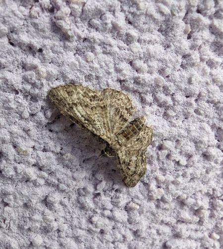 Eupithecia inturbata 