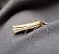 Ancylolomia tentaculella  - Thomas Lux